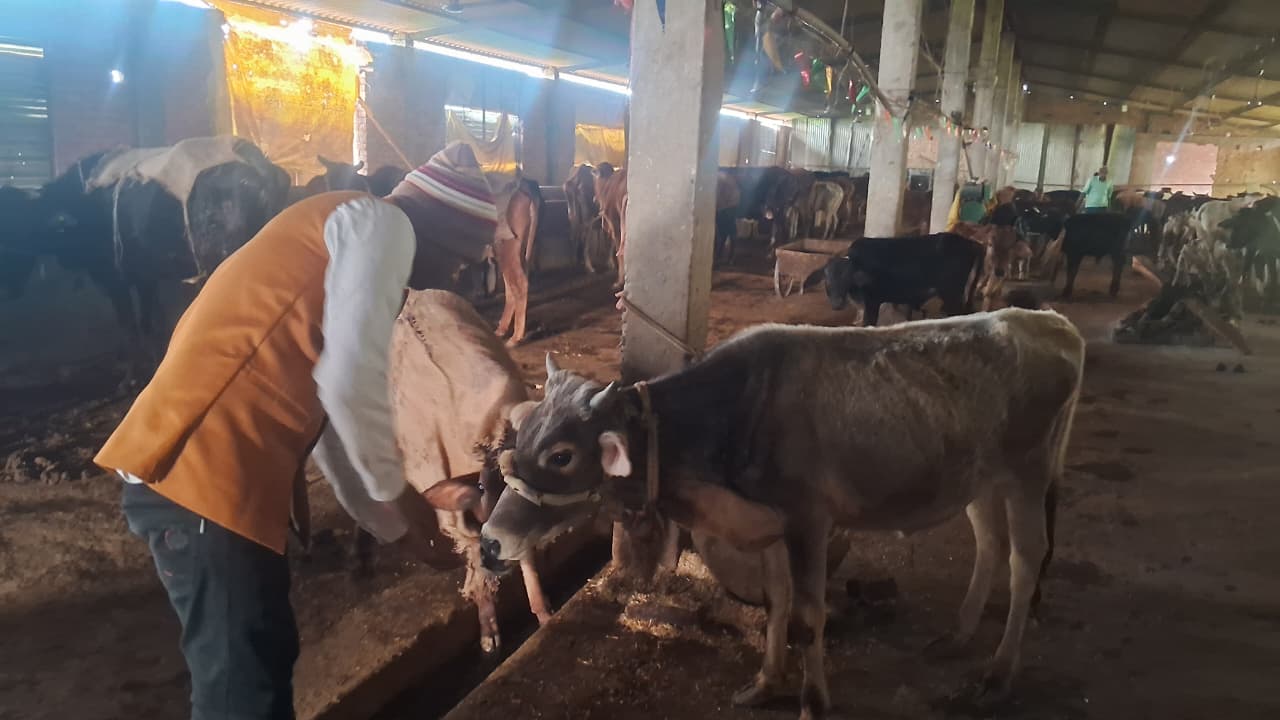 गौ-सेवा से सामाजिक एकता का संदेश: तमसा श्रेष्ठ ट्रस्ट ने मकर संक्रांति पर दिखाई मिसाल