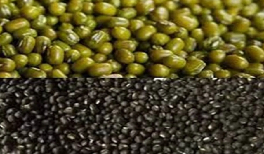 यूपी में किसानों को फ्री मिलेगी उड़द और मूंग का बीज, पोर्टल पर करनी होगी ऑनलाइन बुकिंग