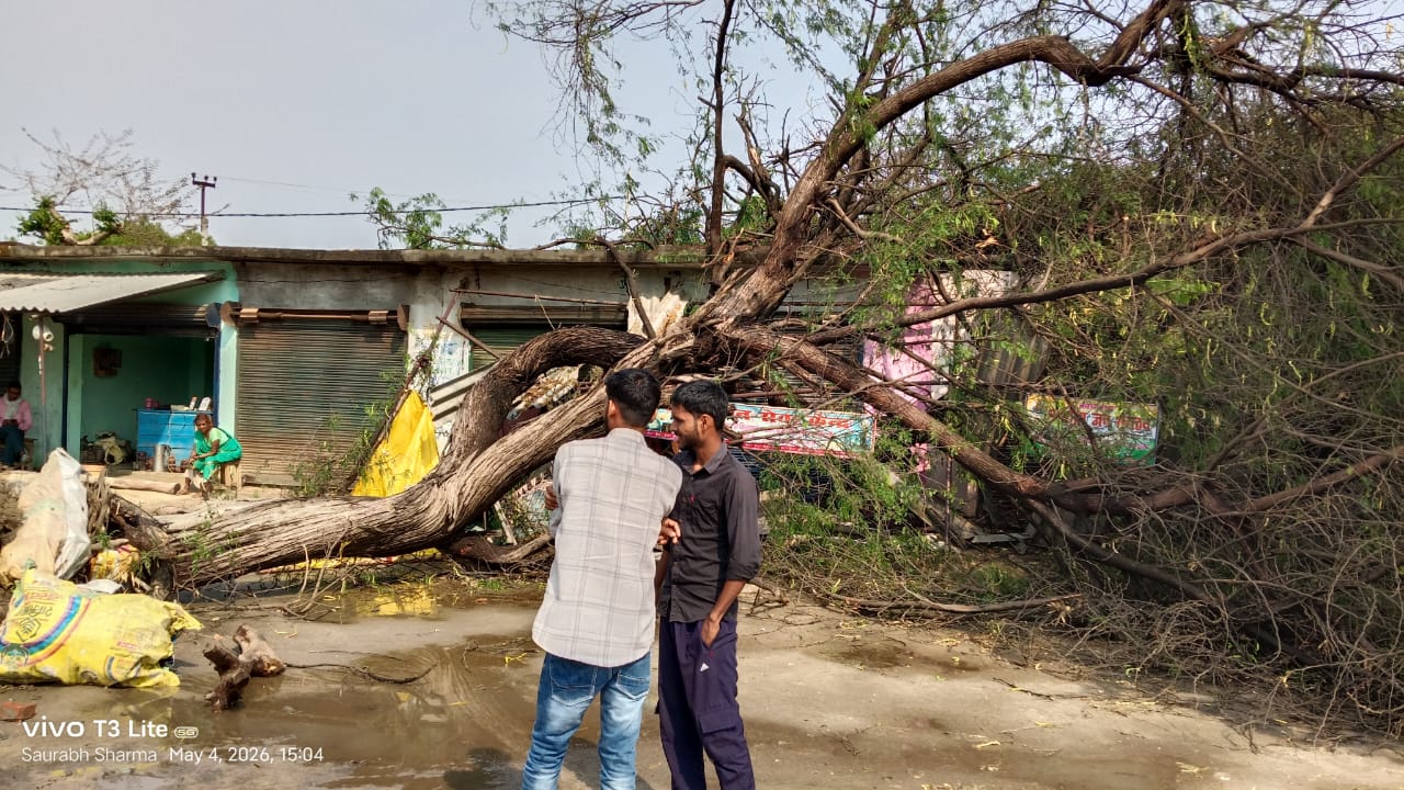 तेज आंधी-तूफान का कहर: गिरे पेड़ से करकट शेड हुआ तबाह, गरीब परिवार पर टूटा संकट