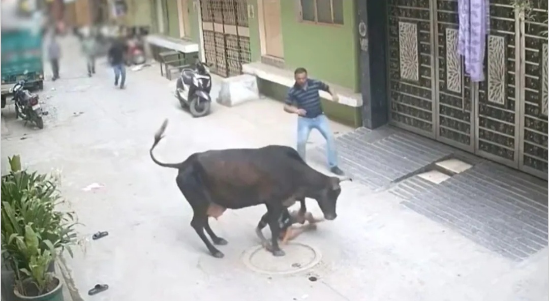 “मम्मी… बचाओ!” मासूम की चीखों से दहली गली, आवारा गाय के हमले का वीडियो वायरल