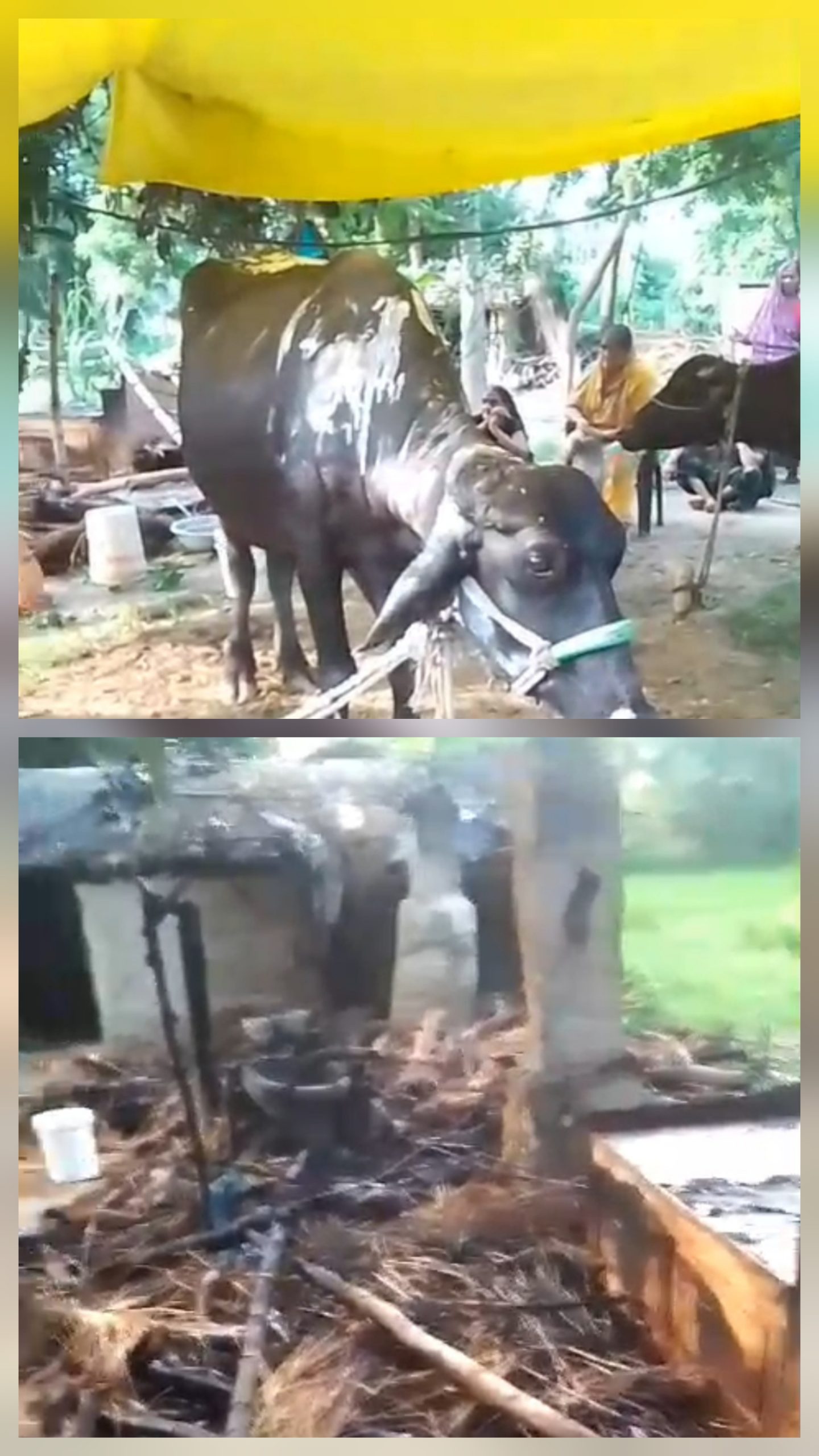 छप्पर में लगी भीषण आग, भैंस और दो पड़िया झुलसीं; गृहस्थी का सामान जलकर राख